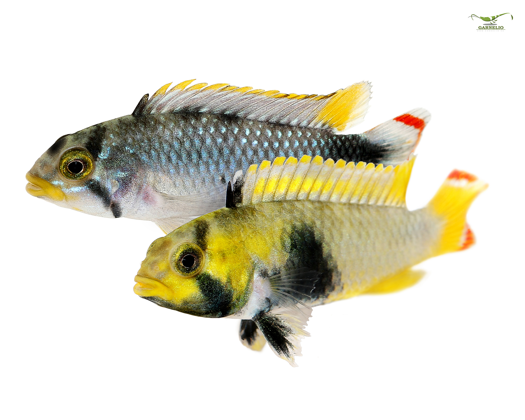Apistogramma panduro